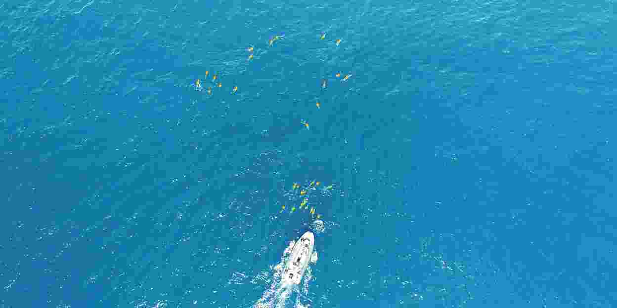 Wie reagieren Delfine auf Störungen durch Boote? 