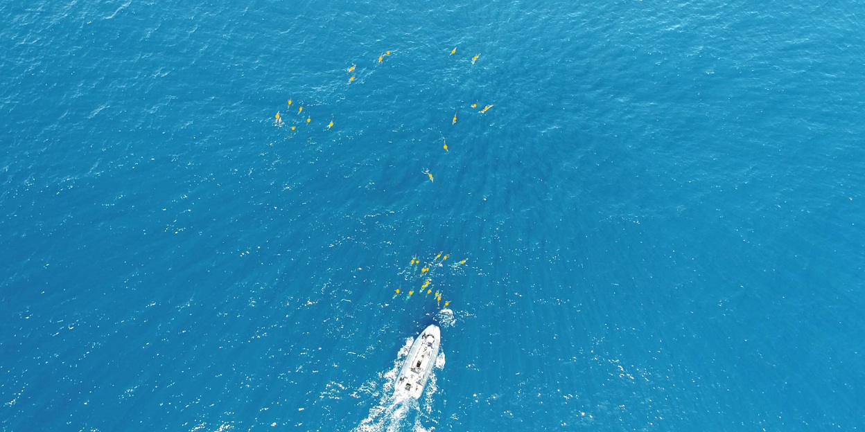 Wie reagieren Delfine auf Störungen durch Boote? 