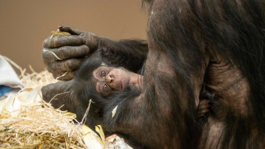 Burgers‘ Zoo freut sich über dänischen Schimpansennachwuchs