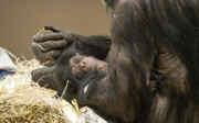 Burgers‘ Zoo freut sich über dänischen Schimpansennachwuchs