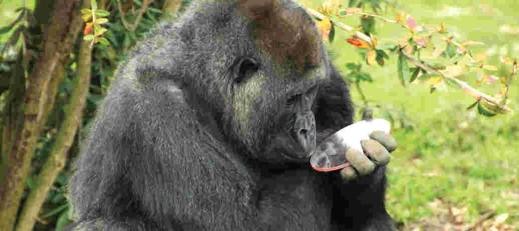 Fotoausstellung 'Forschung im Burgers' Zoo'