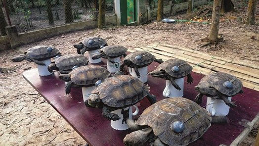 Naturschutz in Bangladesch: Wiederansiedlung bedrohter Landschildkröten 