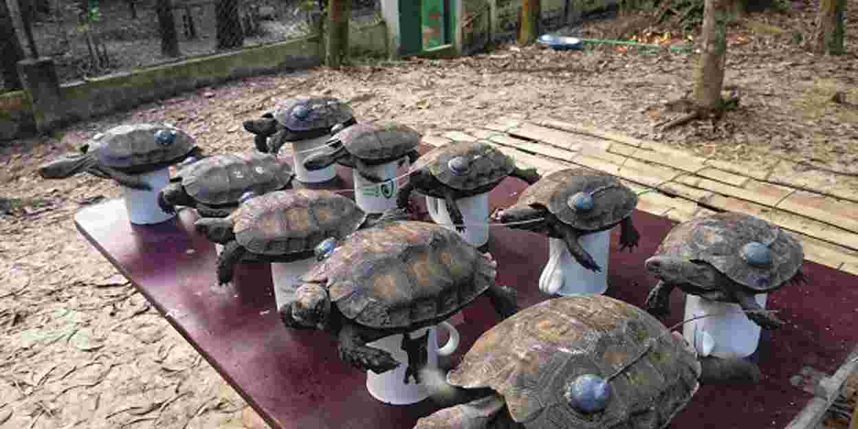 Naturschutz in Bangladesch: Wiederansiedlung bedrohter Landschildkröten 