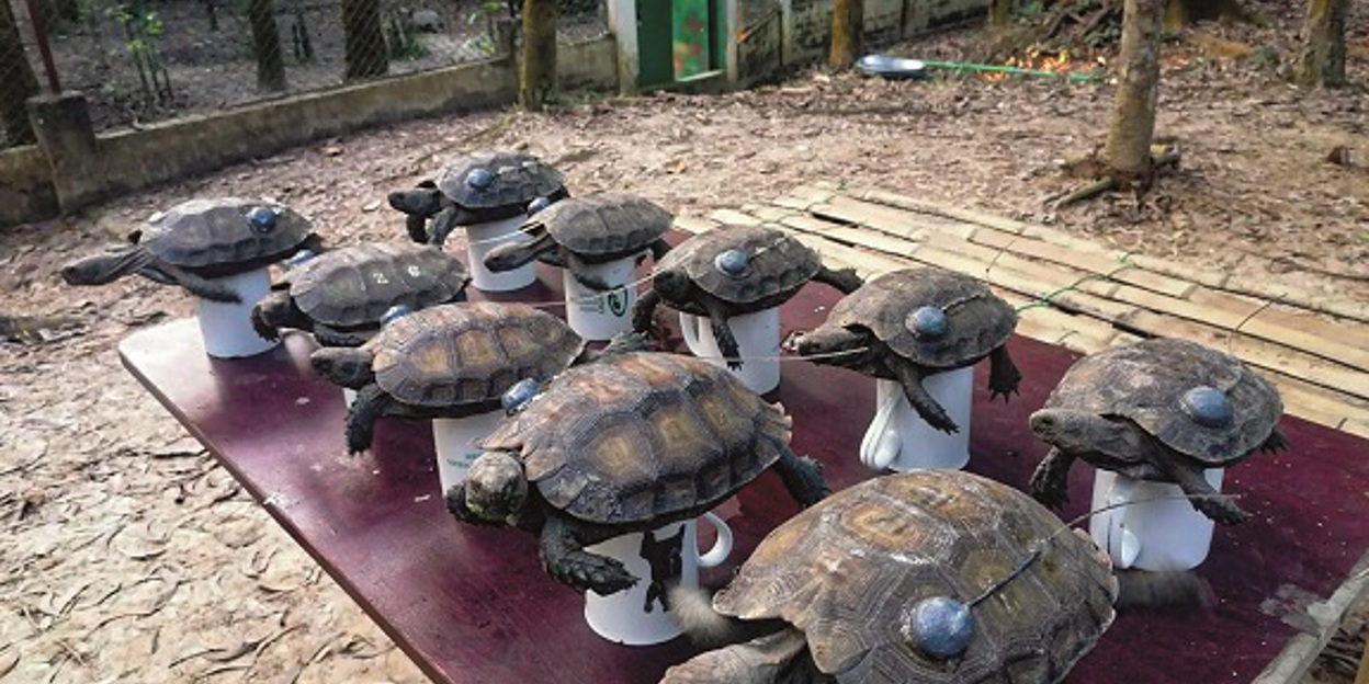 Naturschutz in Bangladesch: Wiederansiedlung bedrohter Landschildkröten 