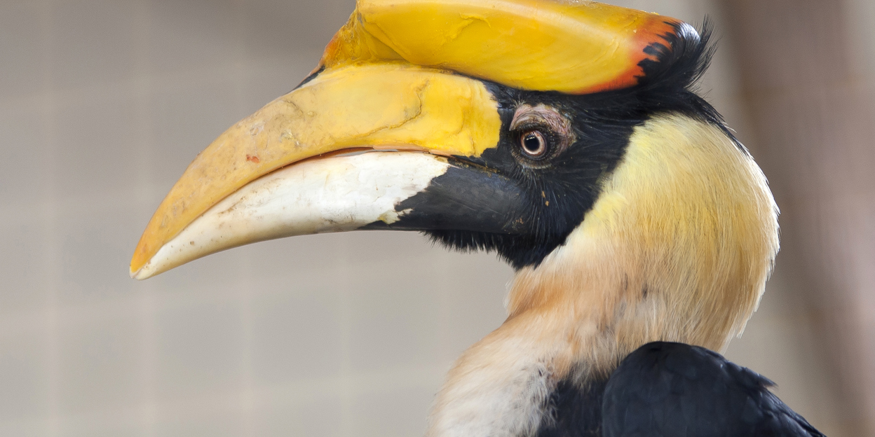 Zoo(m): Der Tierpark gewährt Einblick in seine vielfältigen Aufgaben