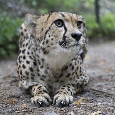 Bedrohung und Schutz