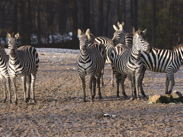 Veränderungen bei den Zebras