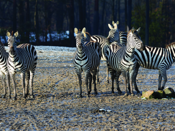 Veränderungen bei den Zebras
