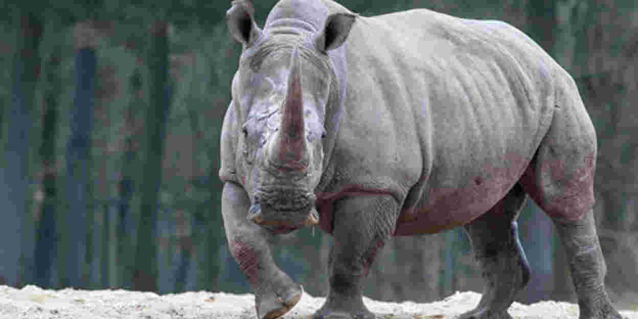 Live-Webcam zeigt Trächtiges Nashorn