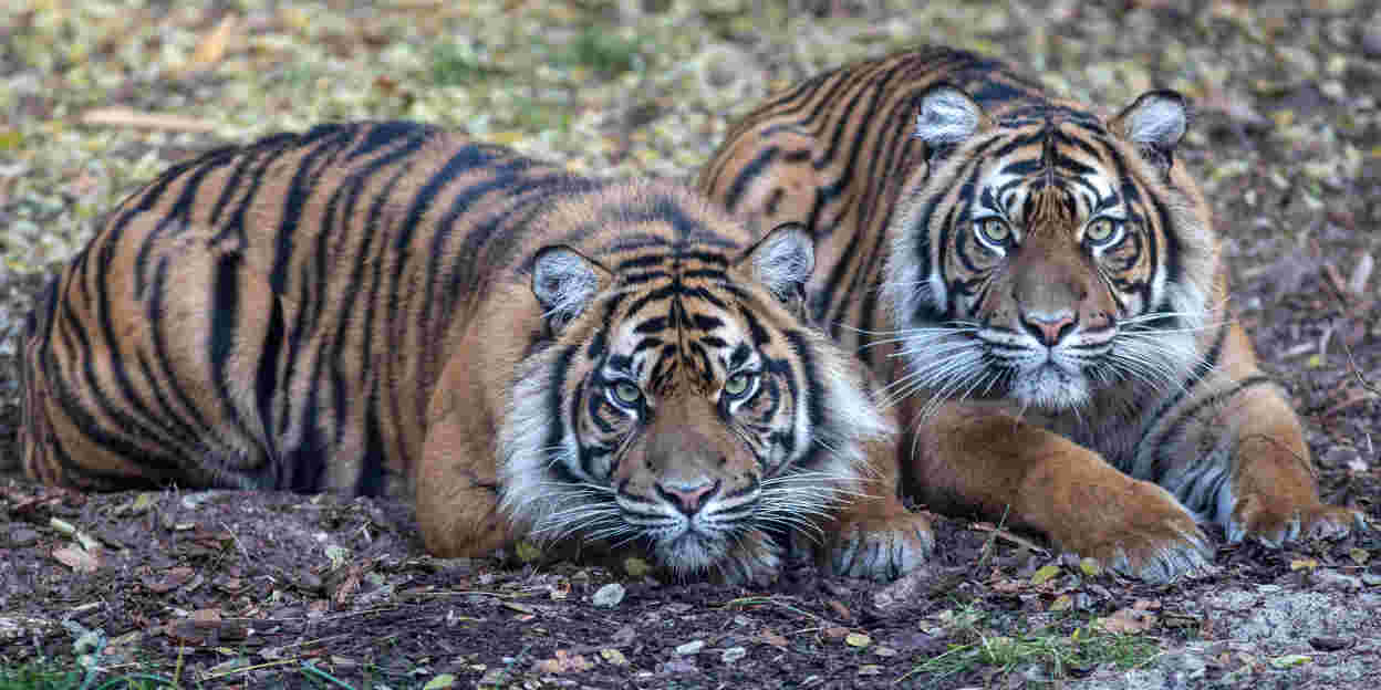 Zoos und Naturrschutz