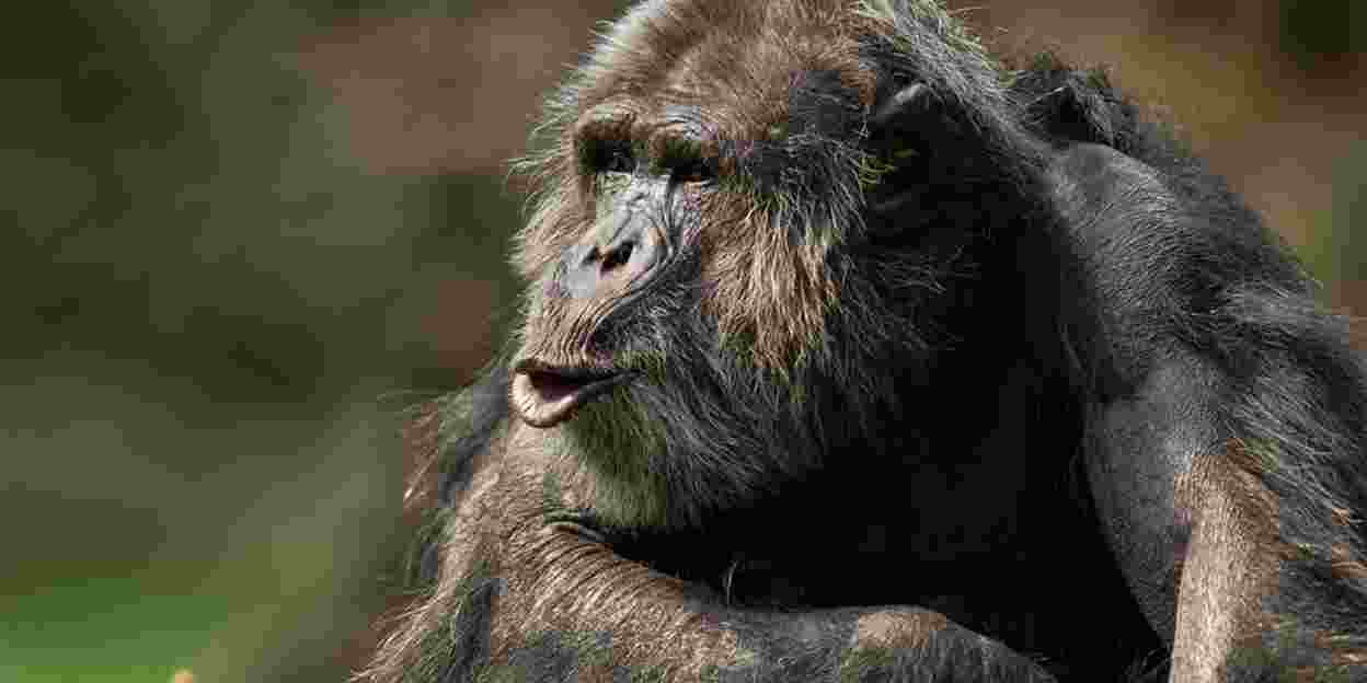 Schimpansen-Männchen unter sich
