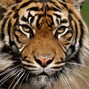 Lesen Sie mehr über: Sumatra-Tiger
