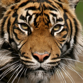 Sumatra-Tiger