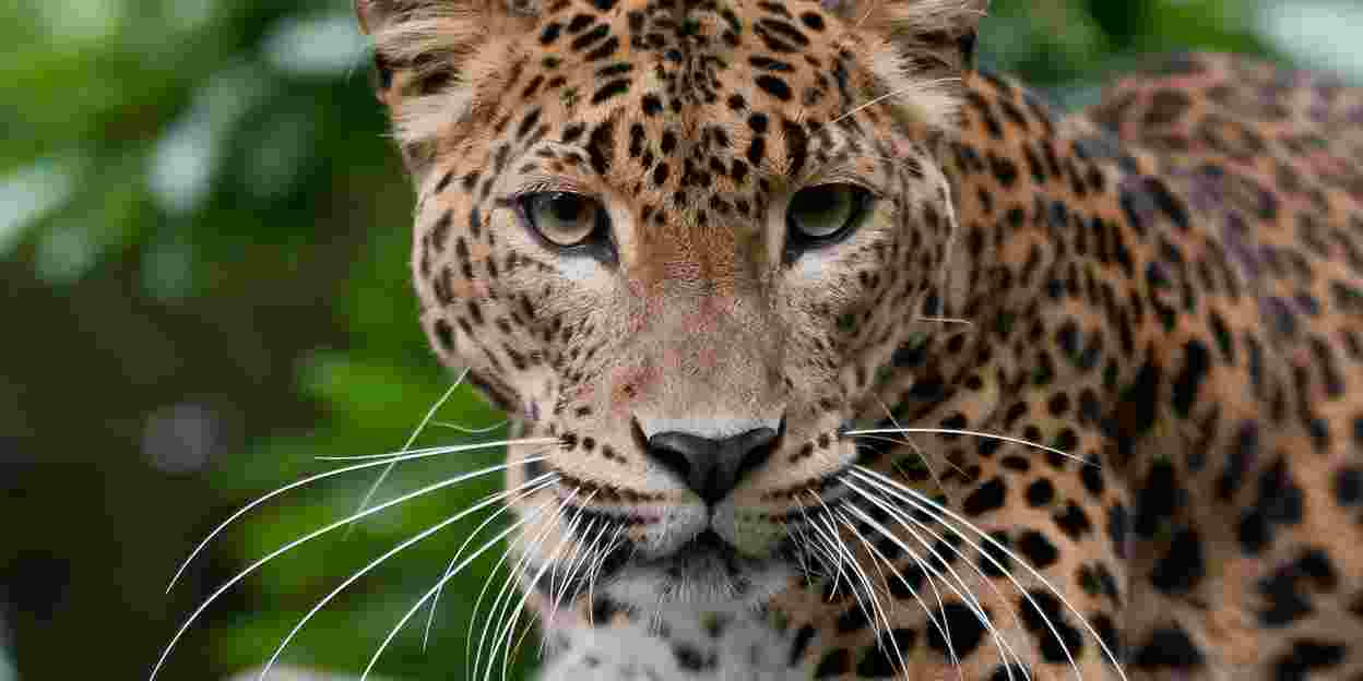 Zoo(m): Details aus der Welt hinter den Kulissen des Tierparks Panters