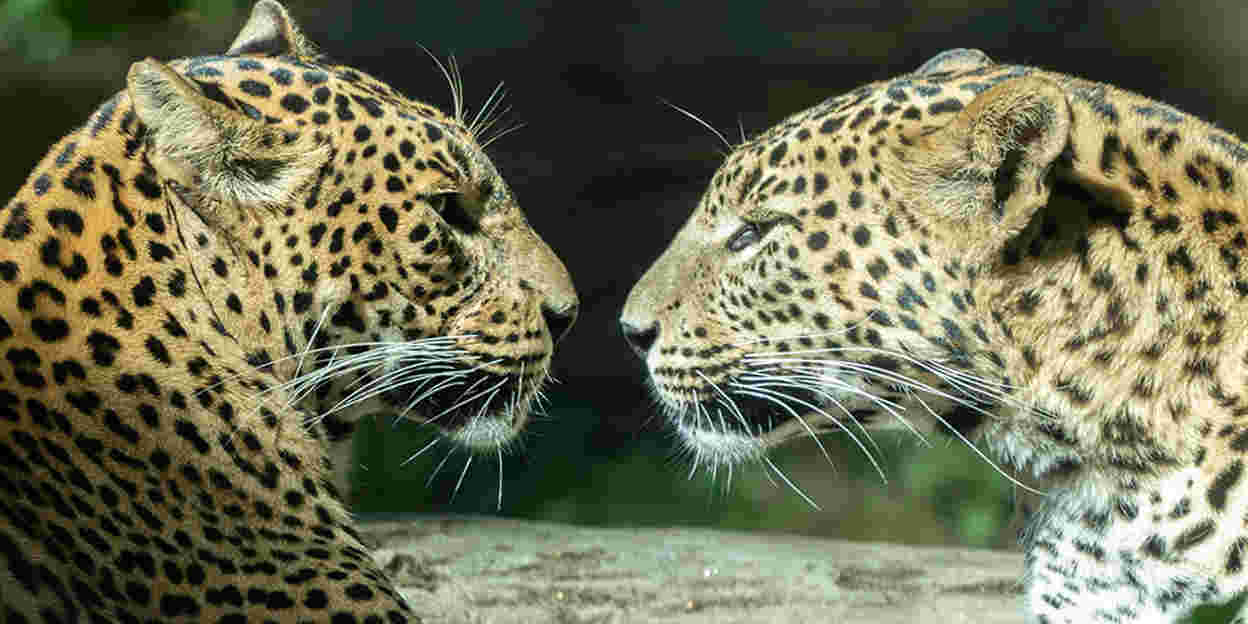 Magnetboxen für die Leoparden
