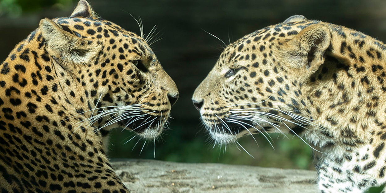 Magnetboxen für die Leoparden
