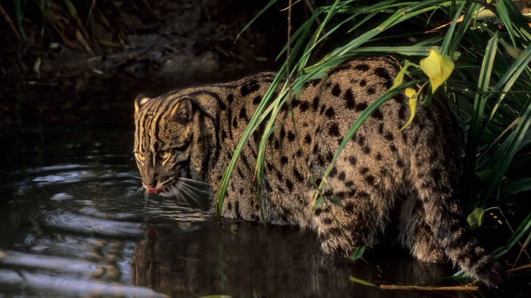 Fischkatze (foto: Terry Whittaker)