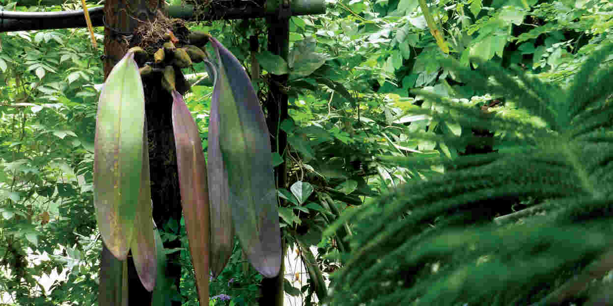 Ich sehe was, was Du nicht siehst: Epiphyten