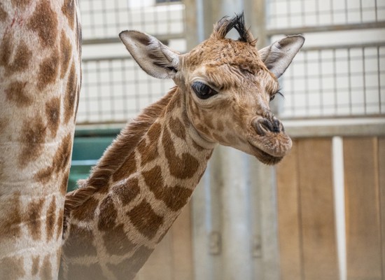 Giraffe bekommt erstmals Nachwuchs