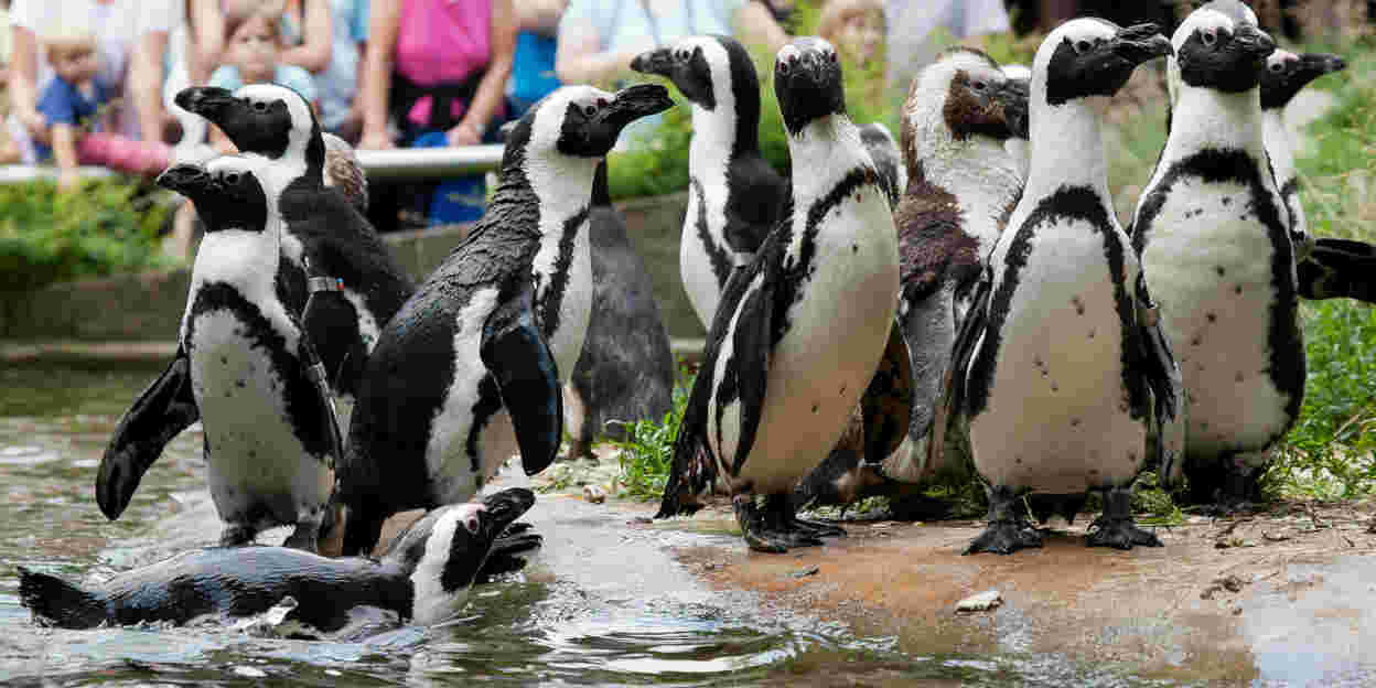 Burgers' Zoo verlängert den Sommer
