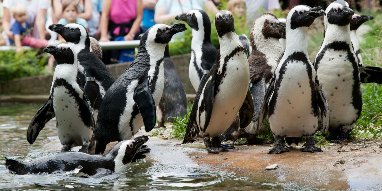 Ehebruch bei den Pinguinen