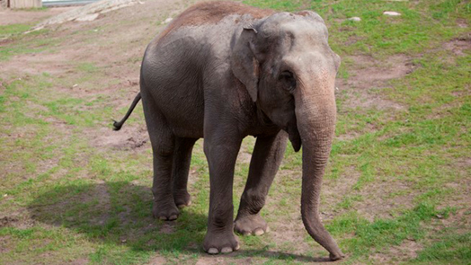 Schwedischer Elefant zieht Richtung Süden