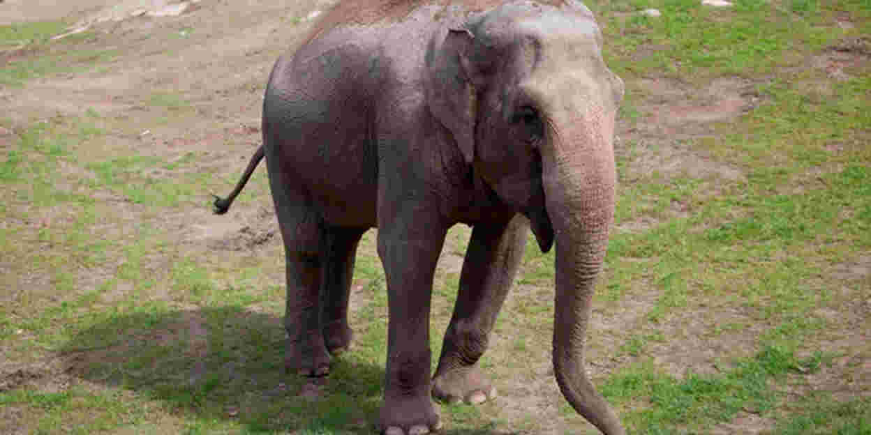 Schwedischer Elefant zieht Richtung Süden