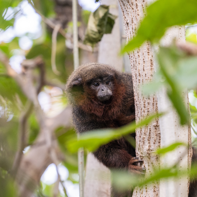 Die Affen sind los im Burgers’ Zoo.