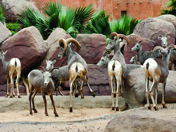 Dickhornschafe nach Frankreich umgezogen