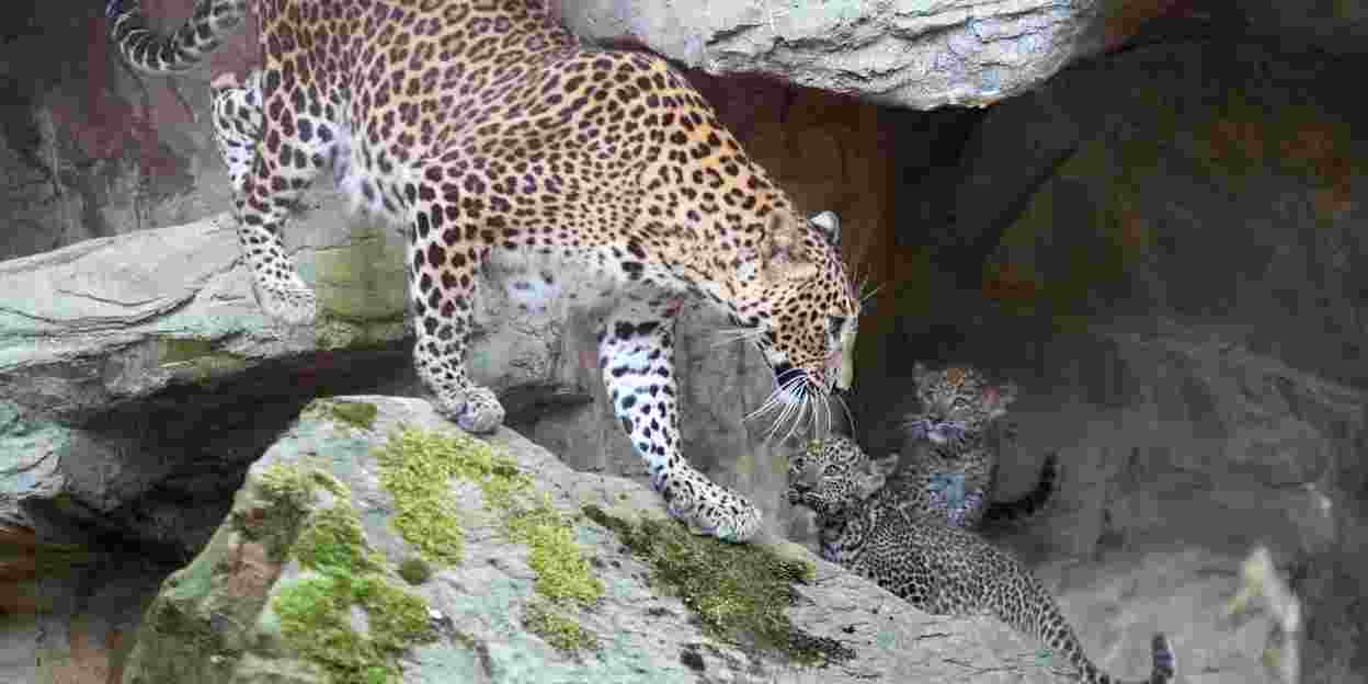 Flauschige Leopardenwelpen beeindrucken die Öffentlichkeit