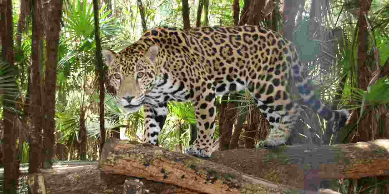 Die größte Katze von Belize