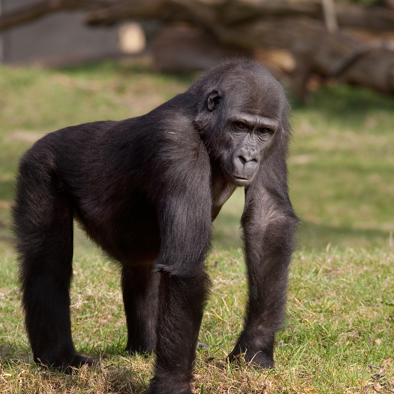 Bedrohung und Schutz