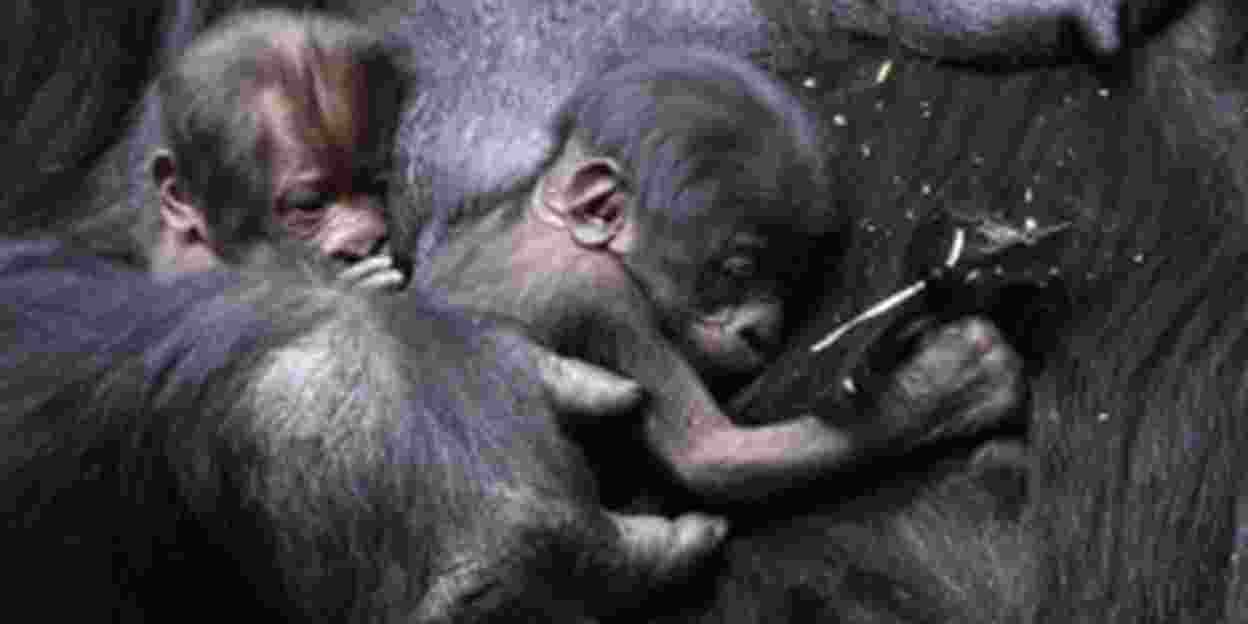 Seltene Zwillingsgeburt im Burgers‘ Zoo