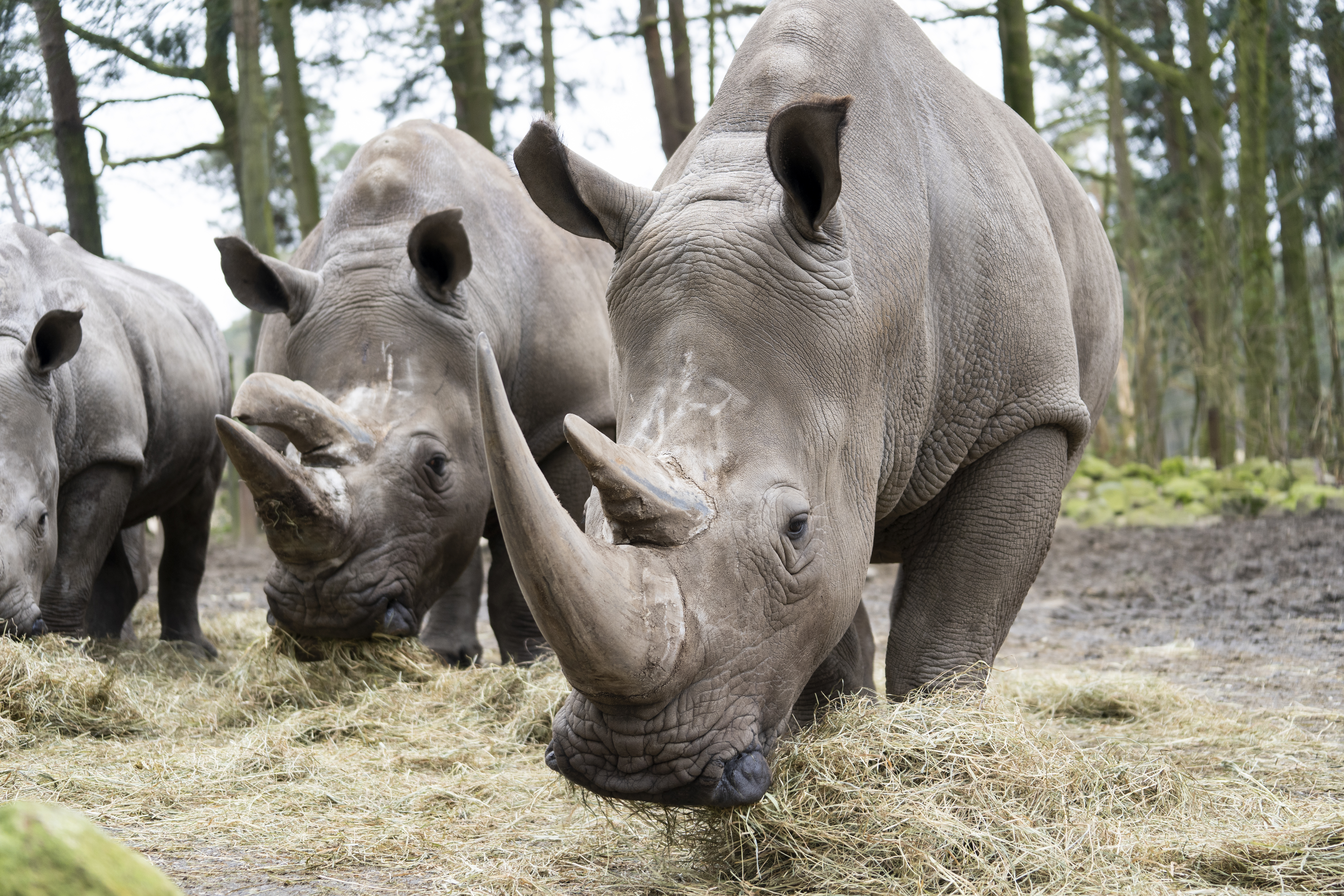 Wie Viele Breitmaulnashörner Gibt Es Noch www.burgerszoo.de