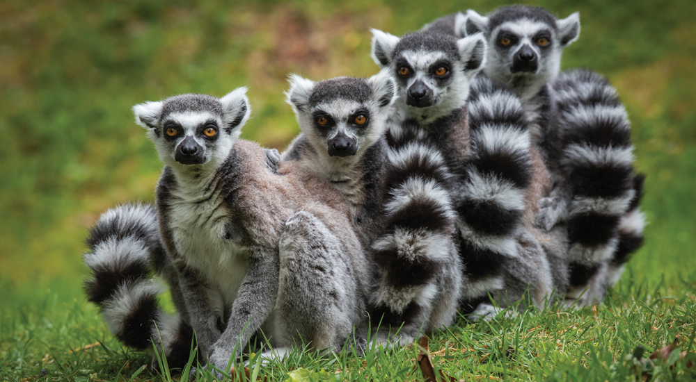 Umgängliche LemurenMännchen?