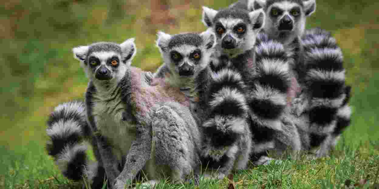 Umgängliche Lemuren-Männchen?