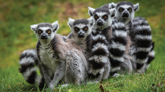 Umgängliche Lemuren-Männchen?