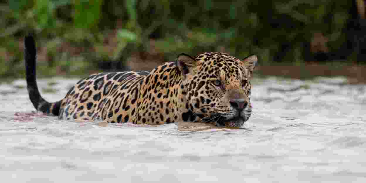 Naturschutz in Belize: Sender für Jaguare 