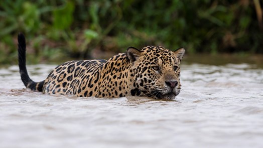 Naturschutz in Belize: Sender für Jaguare 
