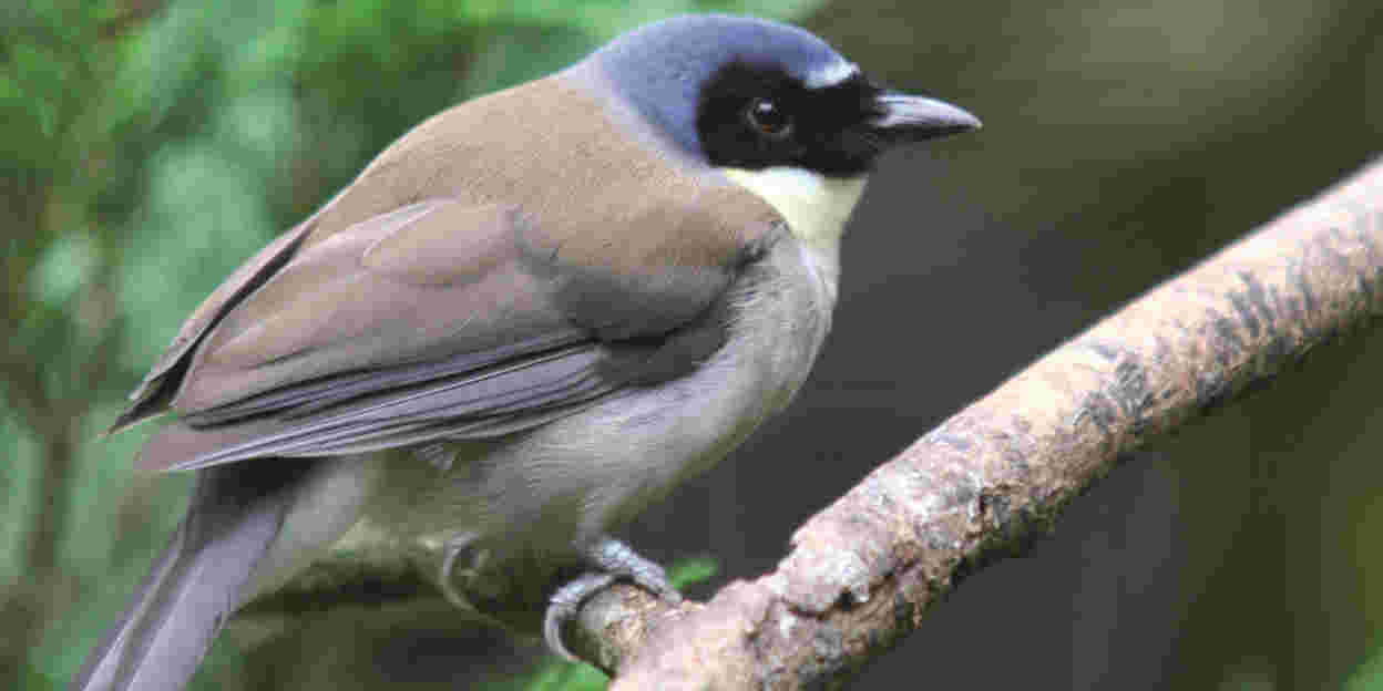 Bedrohte Vogelart jetzt im Bush
