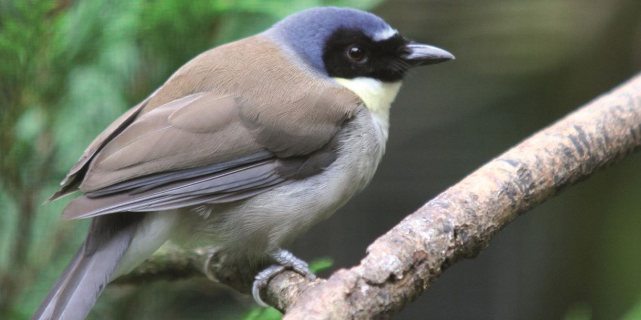 Bedrohte Vogelart jetzt im Bush