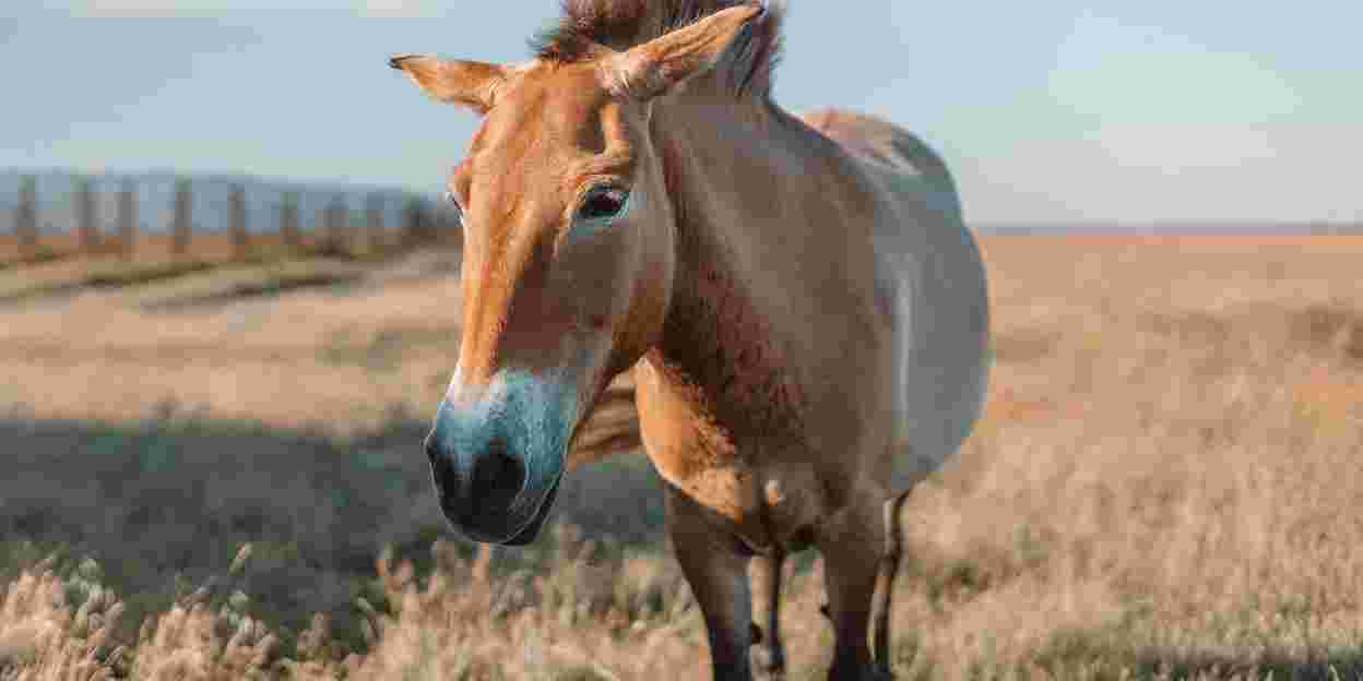 Przewalski-Pferde zurück in der Mongolei!