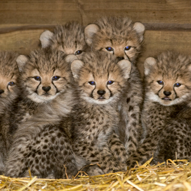 Über die Fortpflanzung