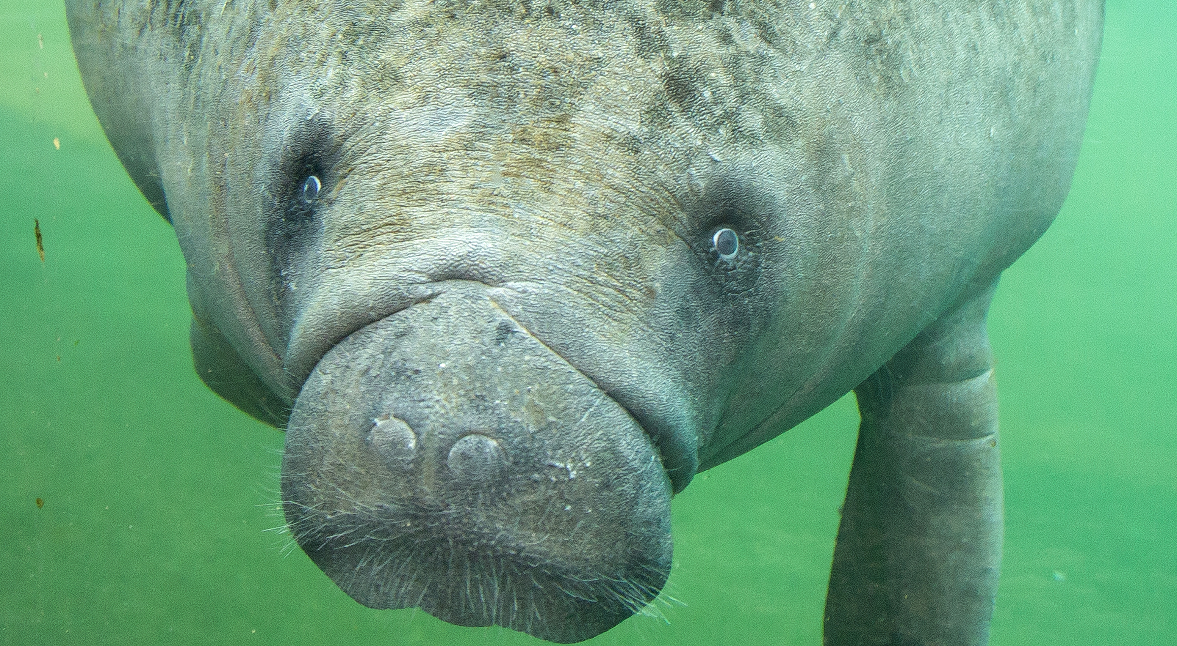 In Arnhem wird ein seekuhjunges erwartet