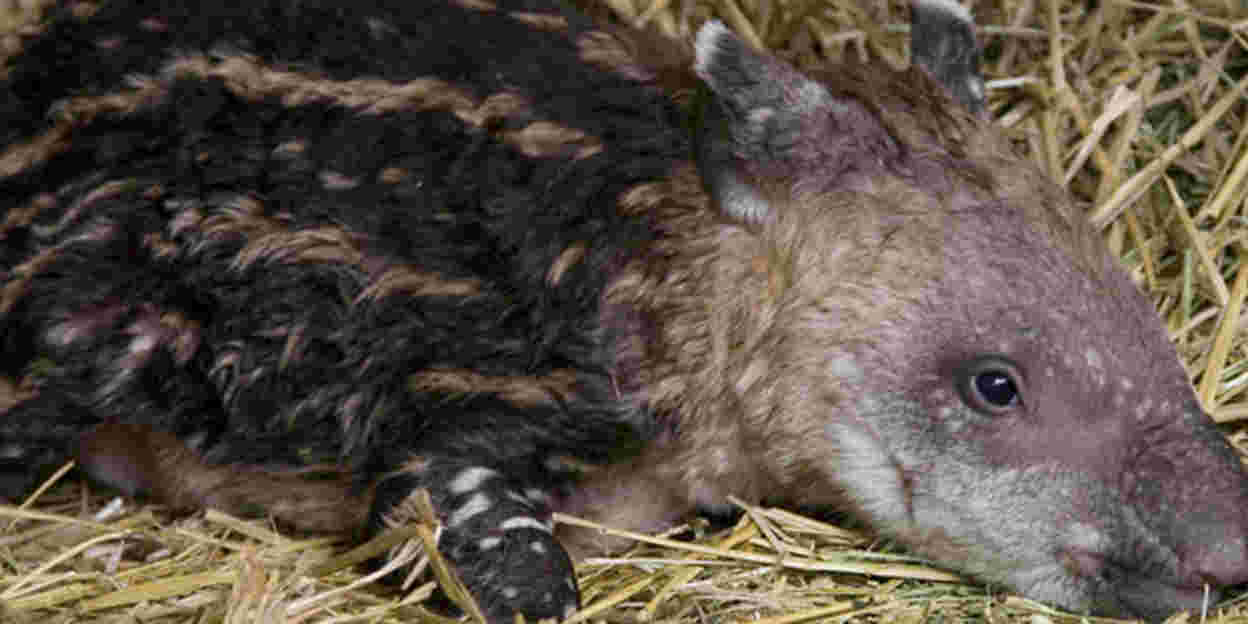 Tierpflegerin reanimiert Tapir nach der Geburt