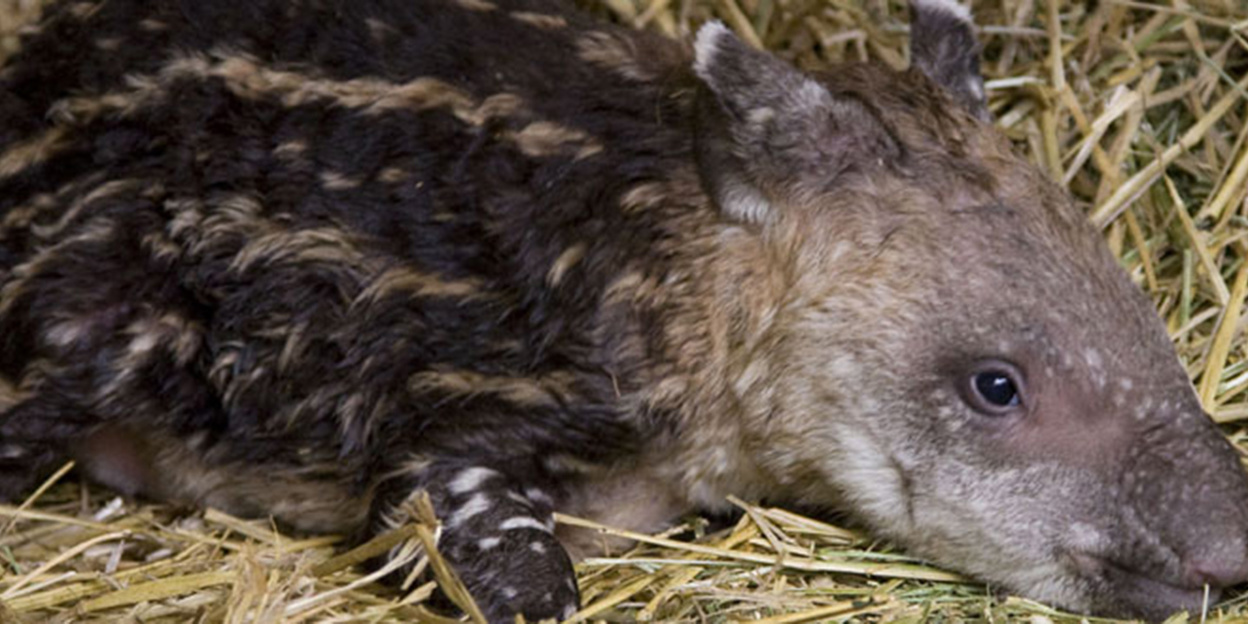 Tierpflegerin reanimiert Tapir nach der Geburt