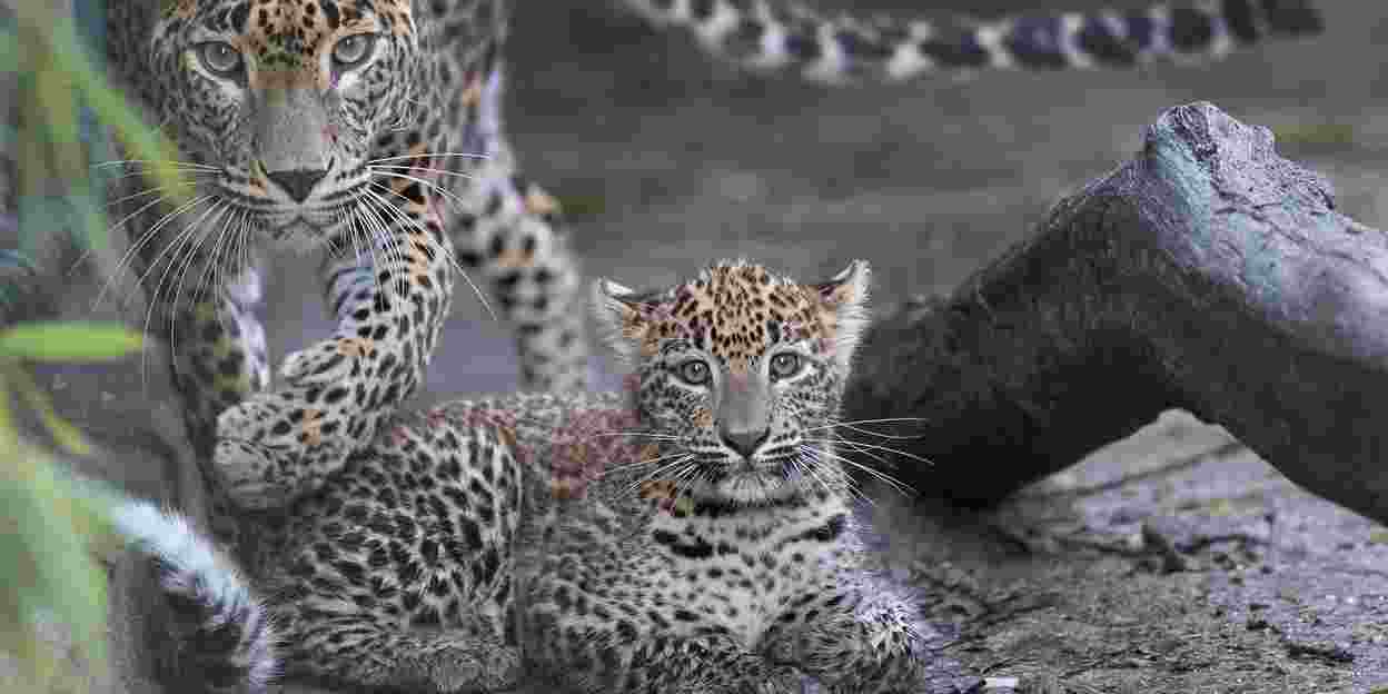 Leopardenjunges erkundet erstmals das Aussengehege