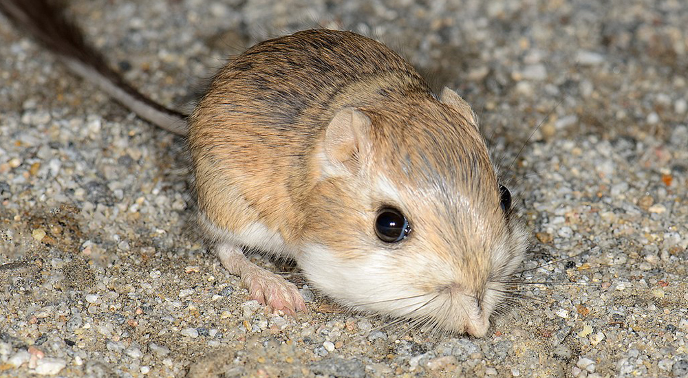 Ein erstaunliches Tier die MerriamKängururatte