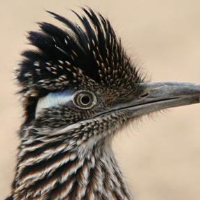 Rennkuckuck