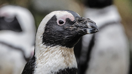 Warum Sie vermutlich mehr unter der Hitze leiden als unsere Pinguine